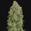 NYC Diesel – Auto Flower Fem