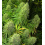 Big Bud Cannabis Seeds Feminized