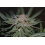 blueberry fast version cannabis seeds