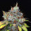 Purple Kush Autoflower Cannabis Seeds Feminized