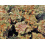 Purple Kush Cannabis Seeds Feminized