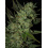 Grapefruit Haze