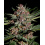 Bubba Kush Cannabis Seeds Feminized