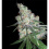 Chocolope Feminized Cannabis Seeds
