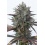 CBD Purple Kush Cannabis Seeds Feminized