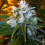 Trainwreck Cannabis Seeds