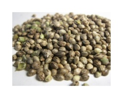 What Are Feminized cannabis Seeds