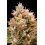 Chemdawg Feminized Cannabis Seeds