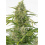 Cheese Autoflower Cannabis Seeds Feminized
