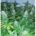 Quebec Super Skunk – Graines de cannabis féminisées