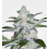 Bubblegum Cannabis Seeds Feminized