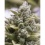 Quebec White Cannabis Seeds Feminized