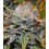 Black Gold Feminized Cannabis