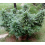 CBD Black Gold Feminized Cannabis