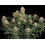 Skunk #1 Autoflower Cannabis Seeds
