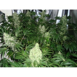 AK-47 Autoflowering Feminized Cannabis Seeds