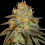 Bruce banner cannabis