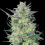 Quebec LSD Feminized Cannabis Seeds