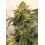 Candy Kush cannabis 