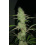 20-1 CBD cannabis seeds