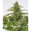 CBD Cheese Autolfower Cannabis Seeds