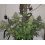 Mazar Autoflower Cannabis Seeds Feminized