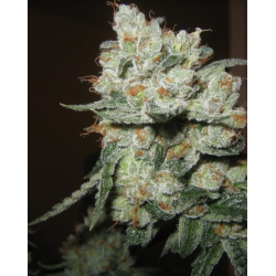 CBD Kush