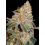Diesel Autoflower Cannabis Seeds Feminized
