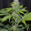 Auto CBD White Widow Cannabis