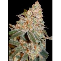 Diesel Autoflower Cannabis Seeds Feminized