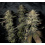 Purple Romulan Seeds