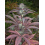 Purple Romulan Cannabis Seeds