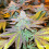 Zkittlez Autoflower cannabis