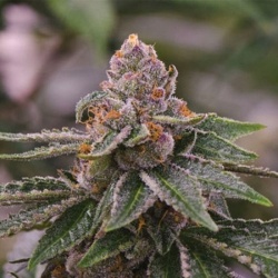 Gelato cannabis Seeds 