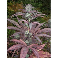 Purple Romulan Cannabis Seeds