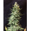 Amnesia Haze Fast Version