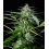 Auto Tangerine Dream