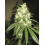 Auto Chemdawg Cannabis Seeds Feminized