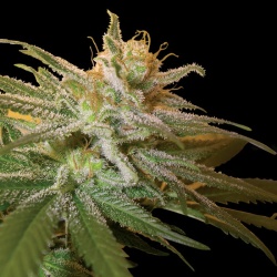 Kushberry Cannabis Seeds Feminized