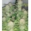 Super Silver Haze Cannabis Seeds