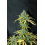 Amnesia Autoflower Feminized Cannabis Seeds