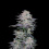 Blackberry Autoflower Cannabis Seeds Feminized