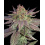 Fruity Pebble cannabis