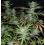 CBD SSKush Cannabis Seeds