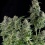 Northern Lights CBD seeds