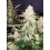 TCS Special cannabis