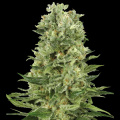 Northern Light X Skunk Cannabis 
