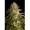 CRITICAL KUSH Cannabis 