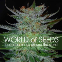 New York 47 Cannabis Seeds Feminized