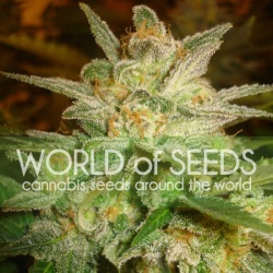 Star 47 Cannabis Seeds Feminized